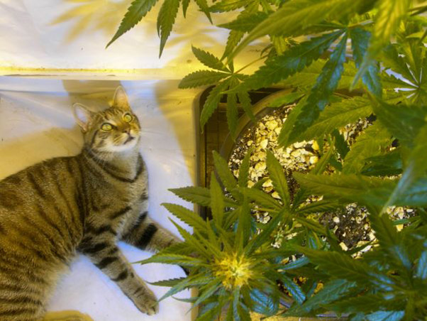 Neville's Skunk