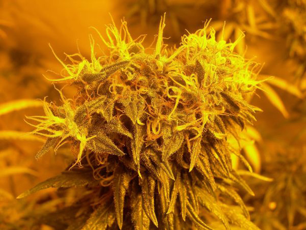 Neville's Skunk