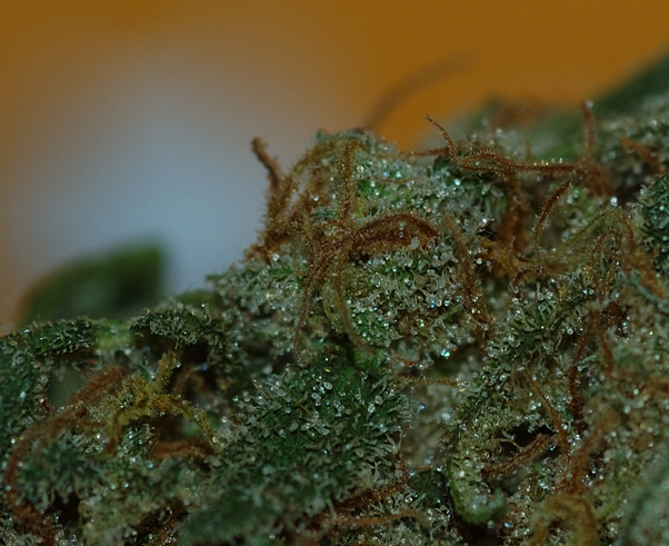 Super Silver Haze