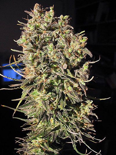 Super Silver Haze