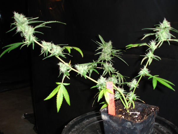 Super Silver Haze