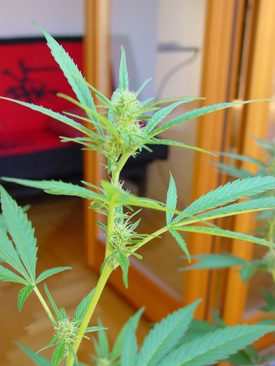 Super Silver Haze