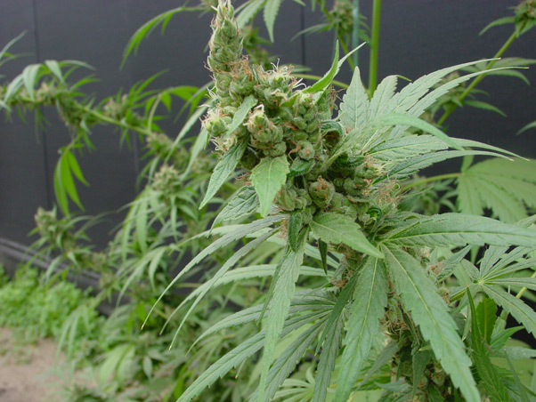 Super Silver Haze
