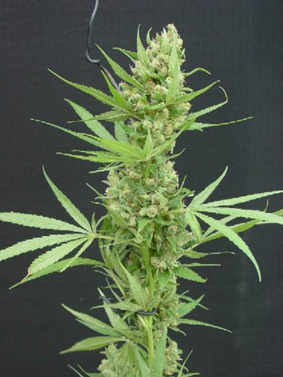 Super Silver Haze