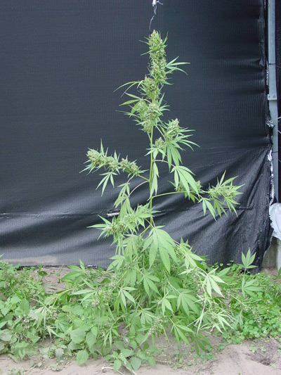 Super Silver Haze