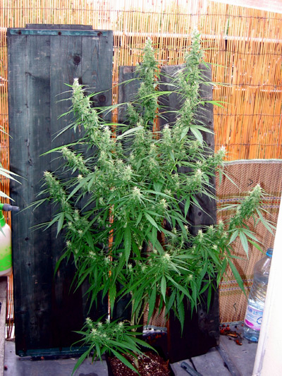 Super Silver Haze
