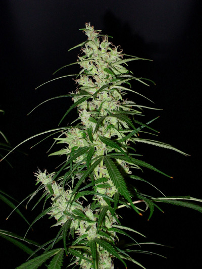Super Silver Haze