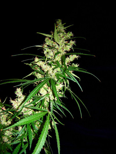 Super Silver Haze