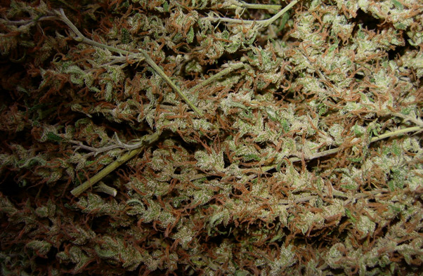 Super Silver Haze