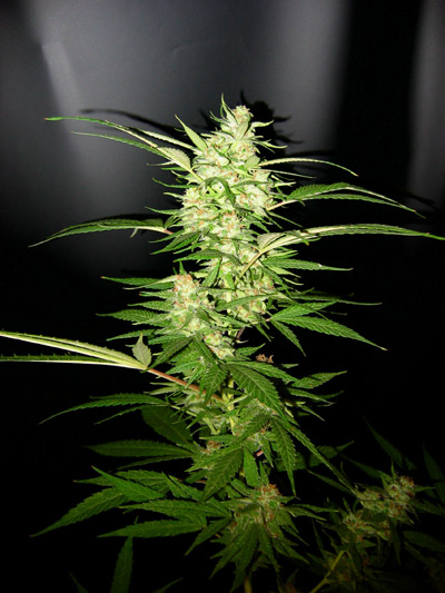 Super Silver Haze
