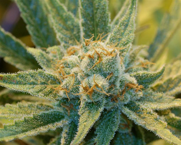 Super Silver Haze