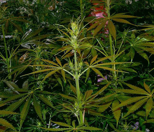 Super Silver Haze