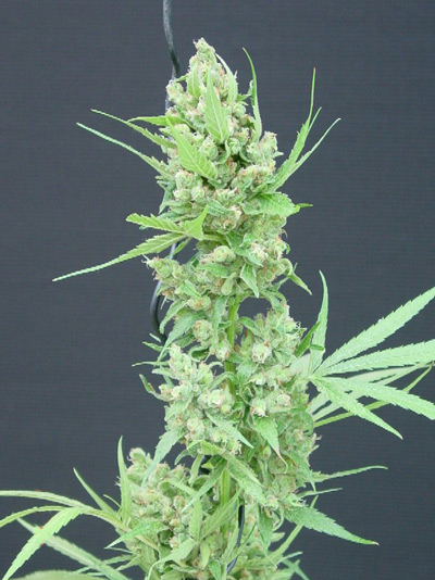 Super Silver Haze