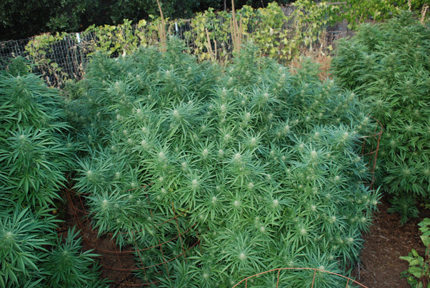 Super Silver Haze