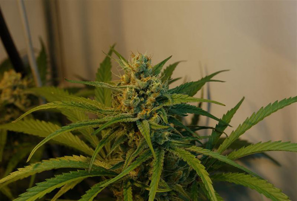 Super Silver Haze