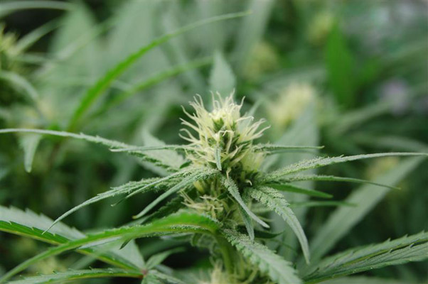 Super Silver Haze