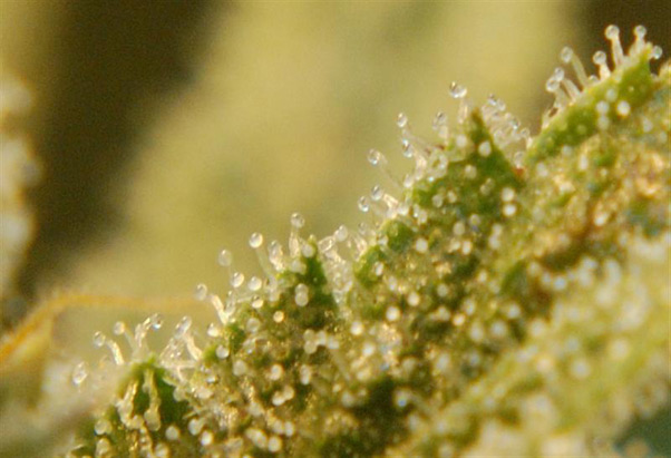 Super Silver Haze