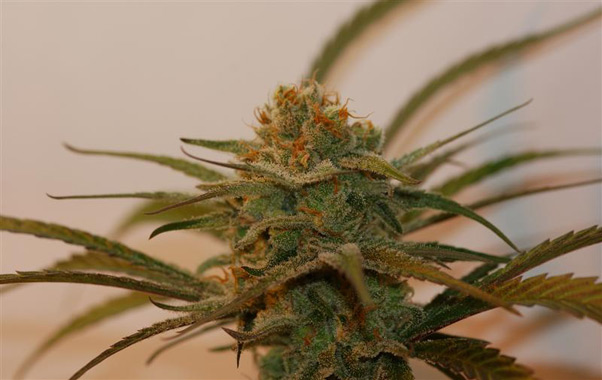 Super Silver Haze