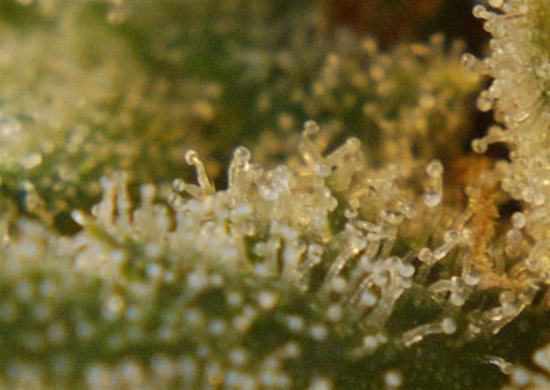 Super Silver Haze