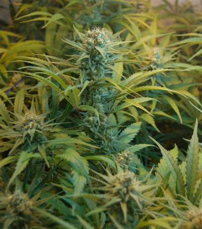 Super Silver Haze