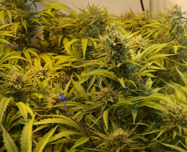 Super Silver Haze