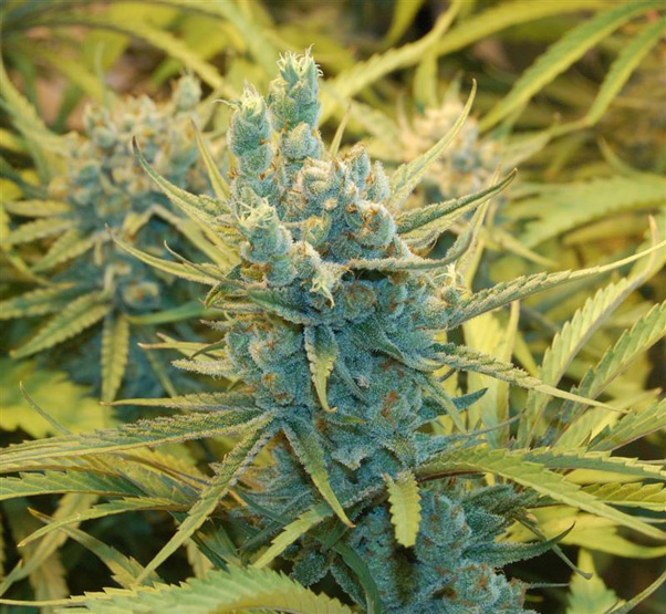 Super Silver Haze