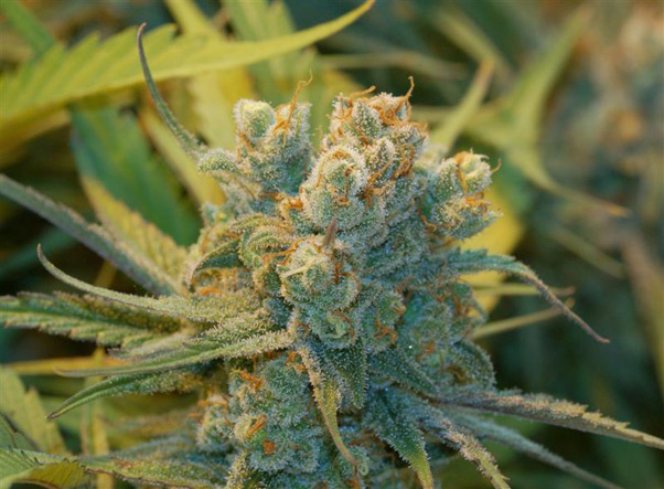 Super Silver Haze