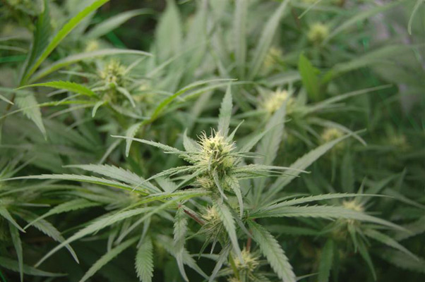 Super Silver Haze