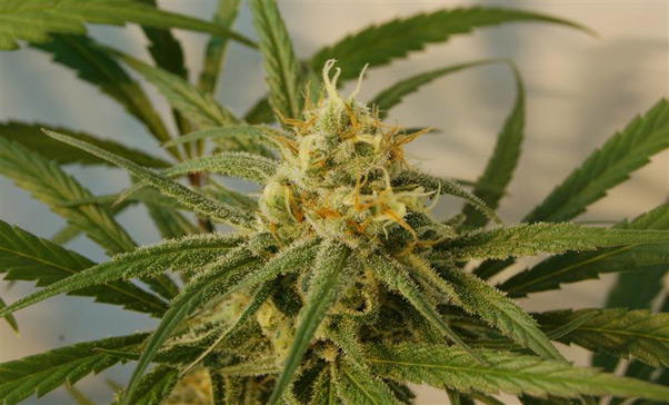 Super Silver Haze