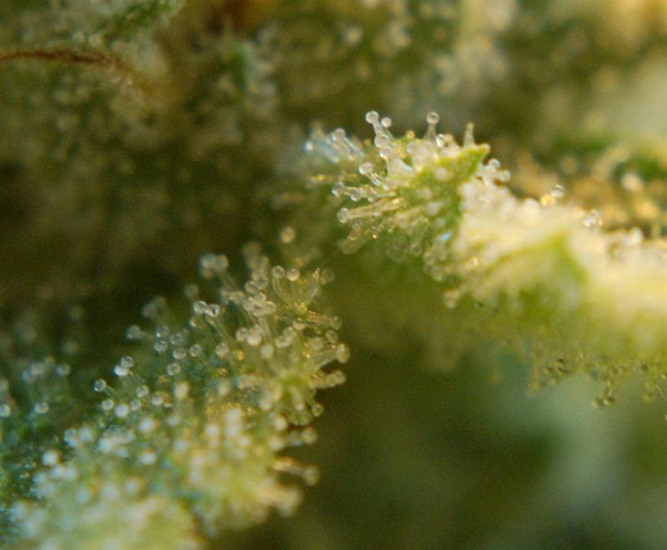 Super Silver Haze
