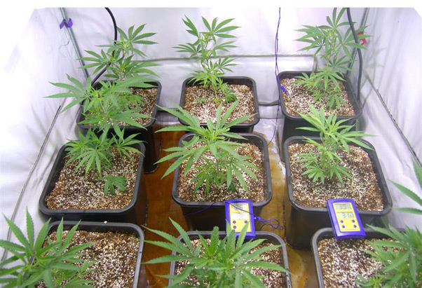 Super Silver Haze