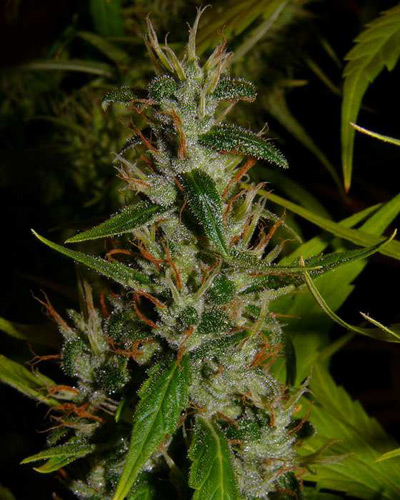 Super Silver Haze