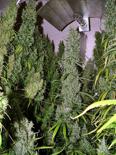 Super Silver Haze