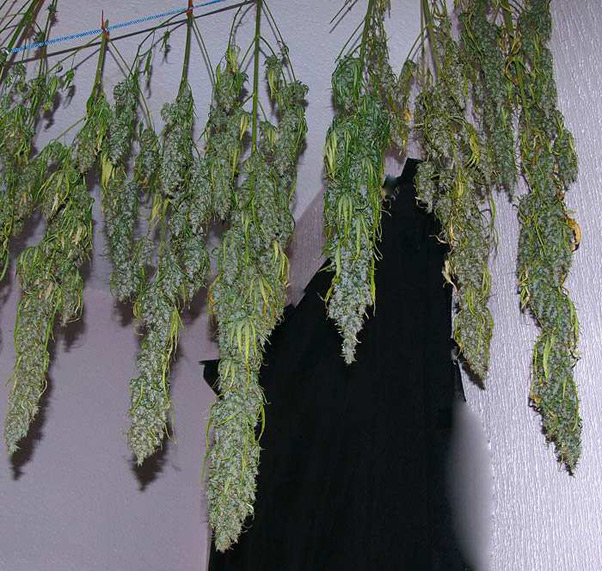 Super Silver Haze