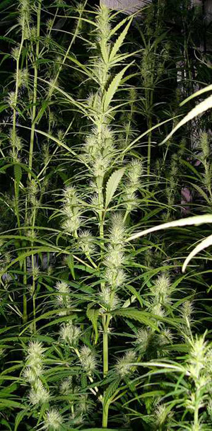 Super Silver Haze