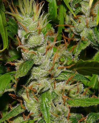 Super Silver Haze