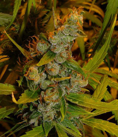 Super Silver Haze