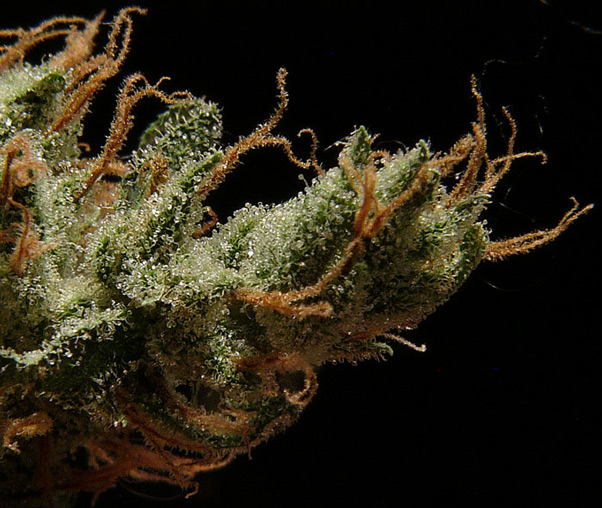 Super Silver Haze