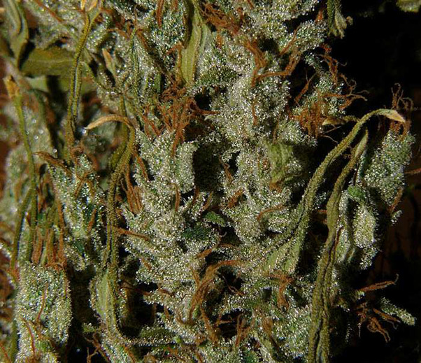 Super Silver Haze