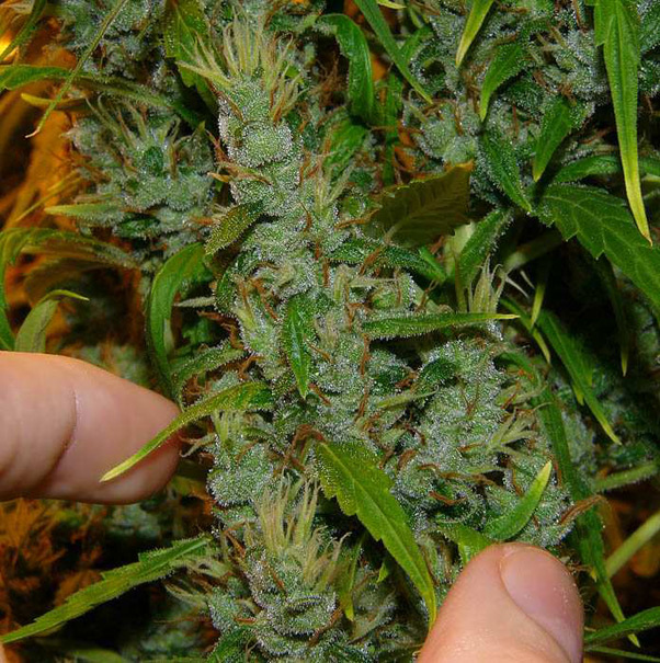 Super Silver Haze