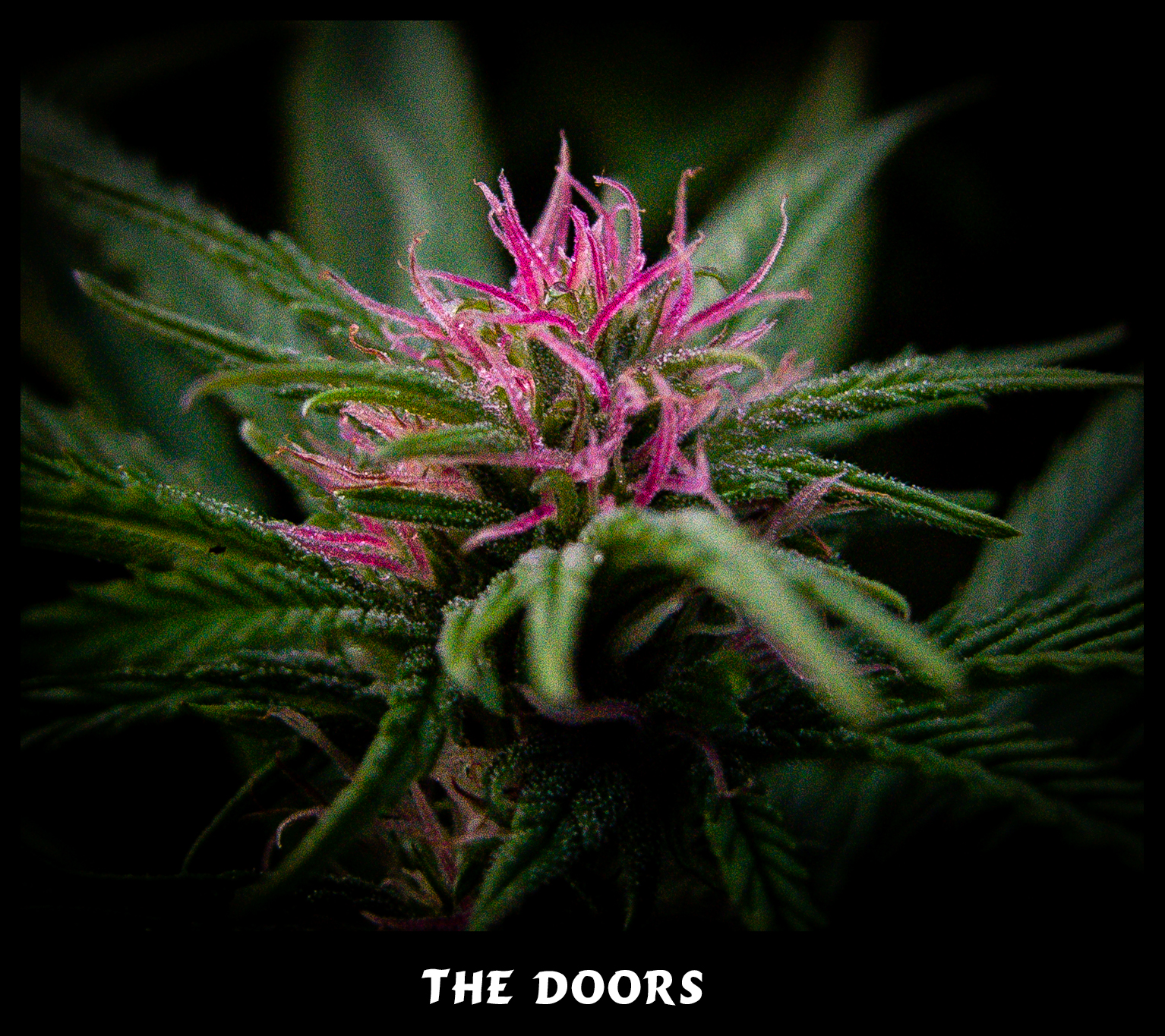 The Doors (NL5/Hz x Hz (AC)) 