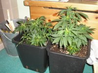 RomStar Plants- Clone Donors-march 28-04.jpg