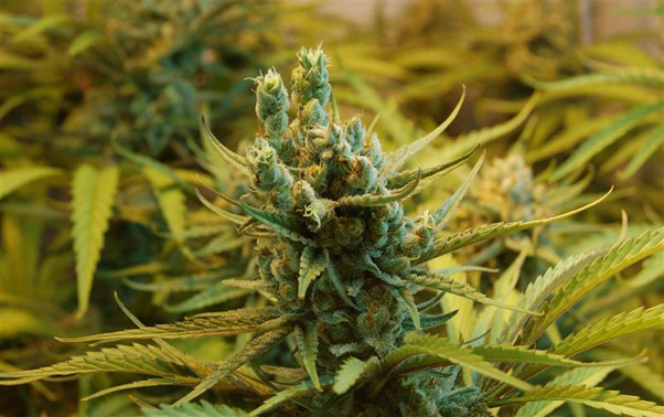 Super Silver Haze