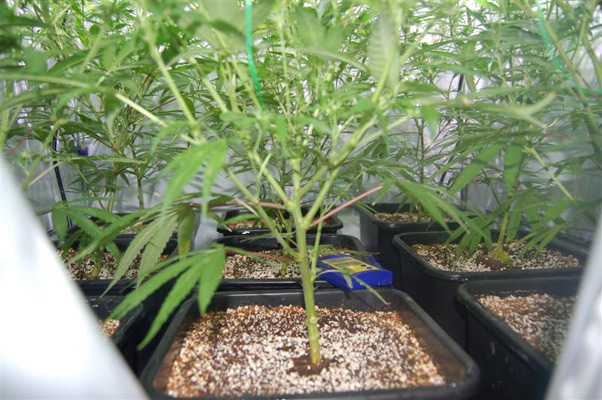 Super Silver Haze