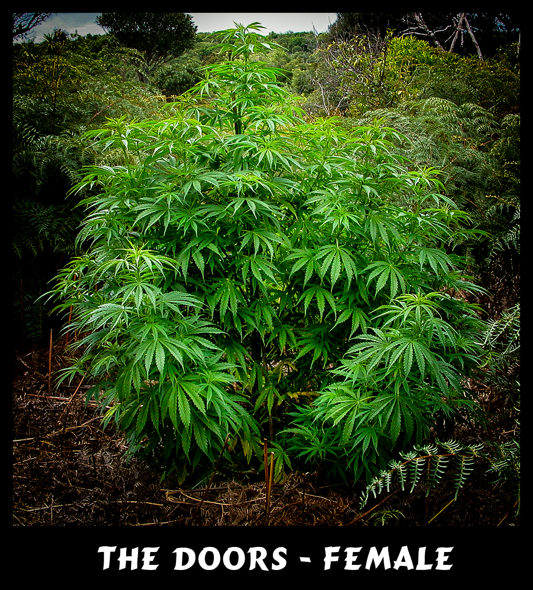 The Doors (NL5/Hz x Hz (AC)) 