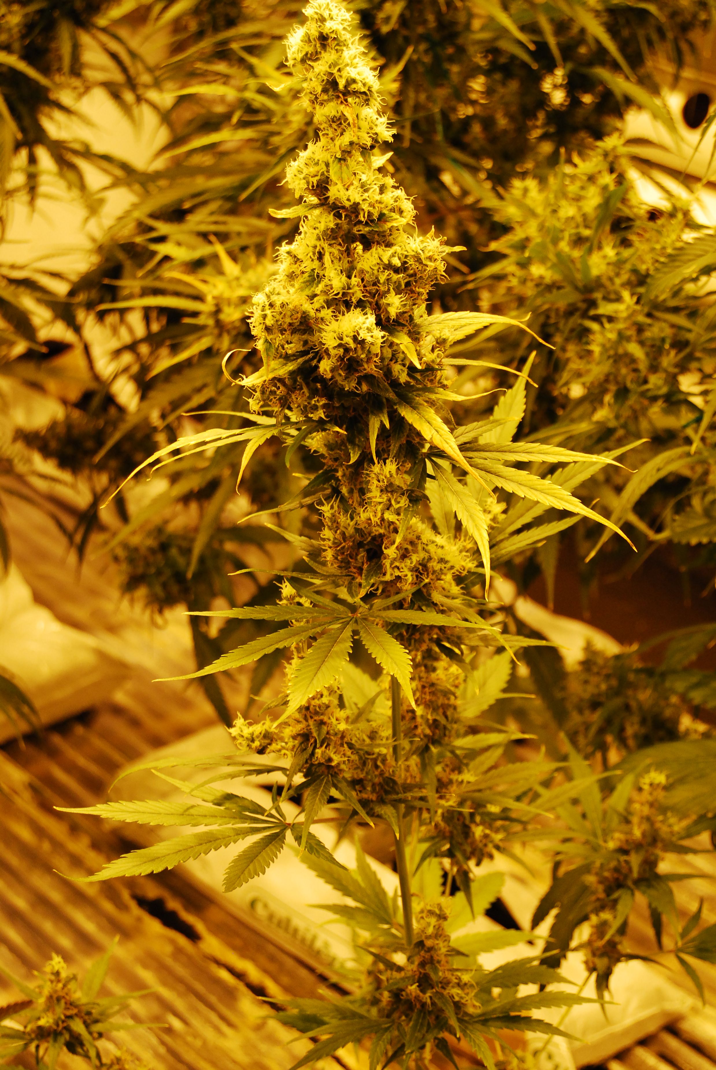 The Doors (NL5/Hz x Hz (AC)) 