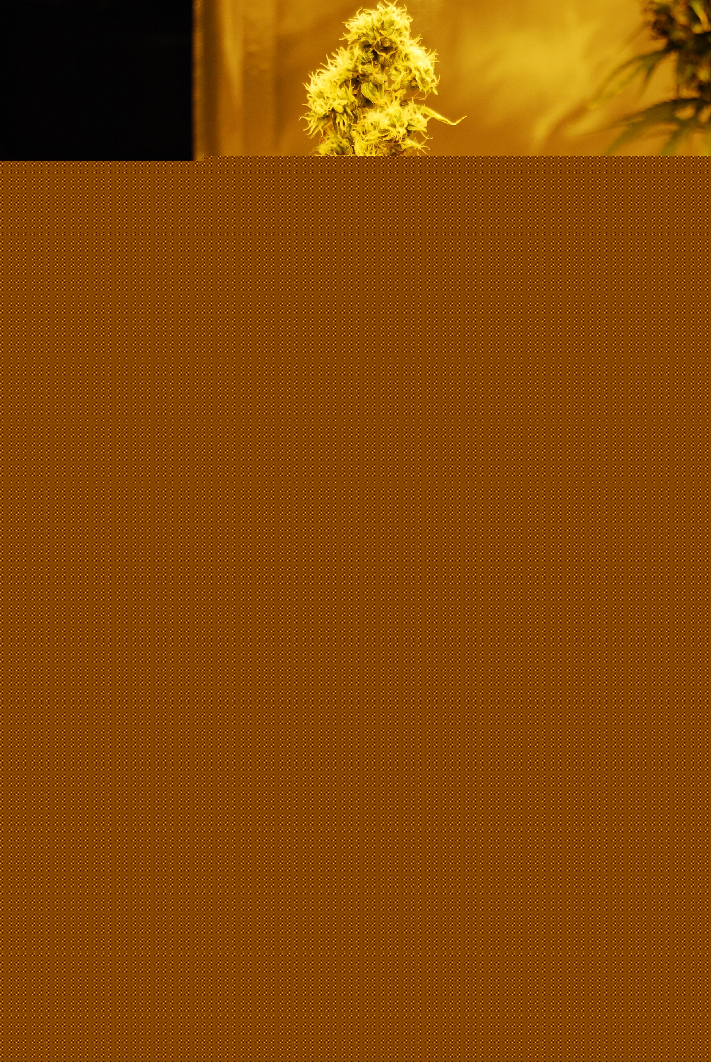 The Doors (NL5/Hz x Hz (AC)) 