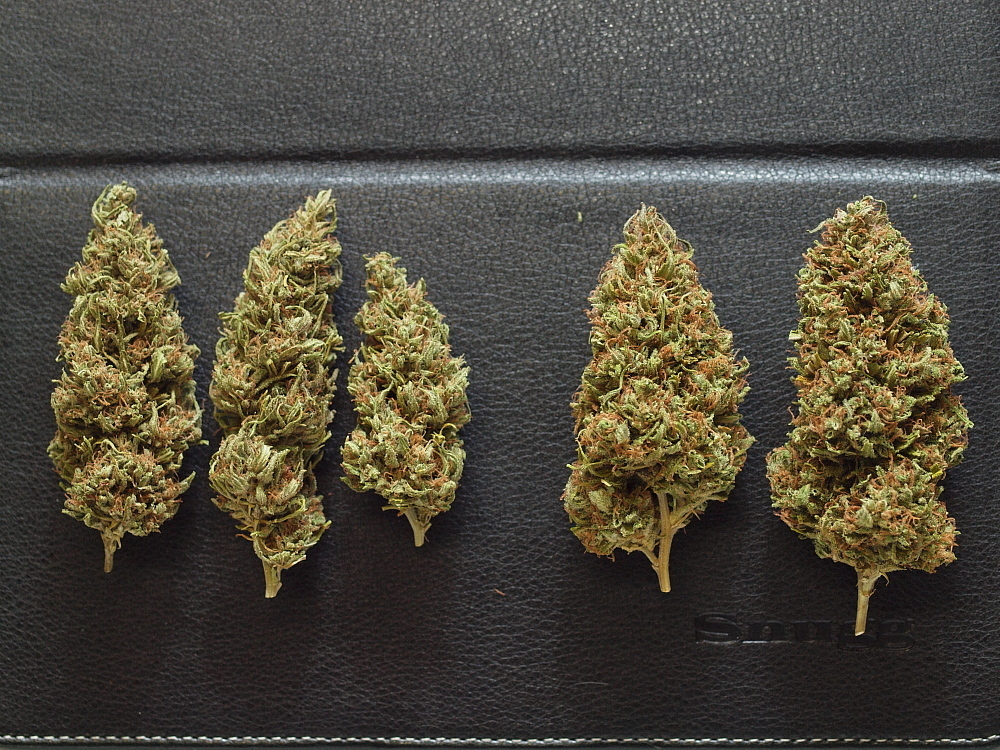 NL5 x Haze 