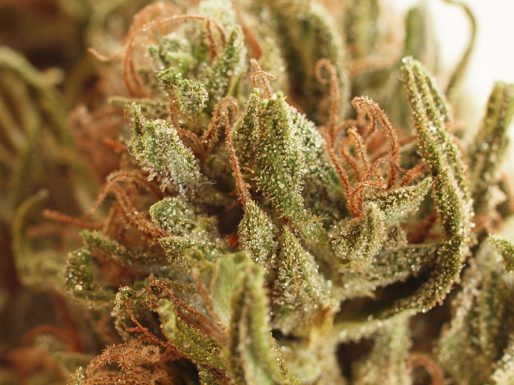 NL5 x Haze 
