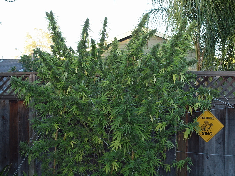 NL5 x Haze 